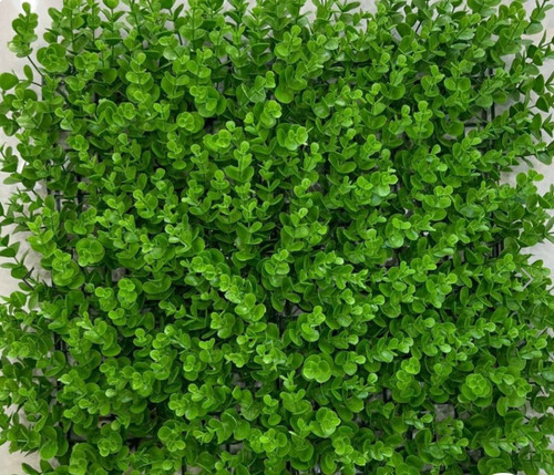 گرینوال شمشادی