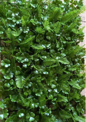 دیوار سبز سیکاس